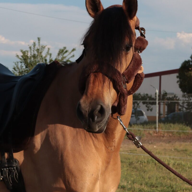 Phyros - For Horses